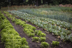 Met 1 hectare grond voorzien we 275 mensen van duurzaam geteelde groentes (foto: pluktuin Malden)